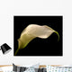 Cala Lilly Wall Mural