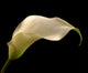 Cala Lilly Wall Mural