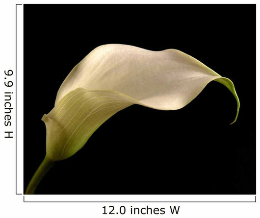 Cala Lilly Wall Mural
