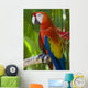 Macaw Wall Mural