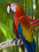 Macaw Wall Mural