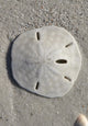 Sand Dollar Wall Mural