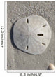 Sand Dollar Wall Mural