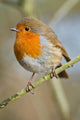 Robin Wall Mural
