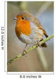 Robin Wall Mural