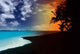 Tropics Wall Decal