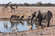 Etosha waterhole gathering Wall Mural
