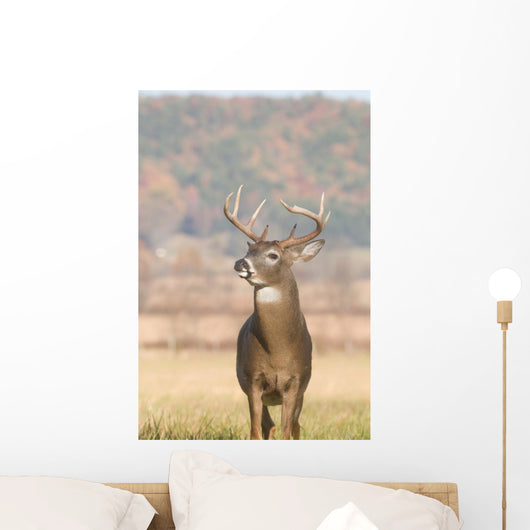 Whitetail Buck and Fall Wall Decal