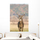 Whitetail Buck and Fall Wall Decal