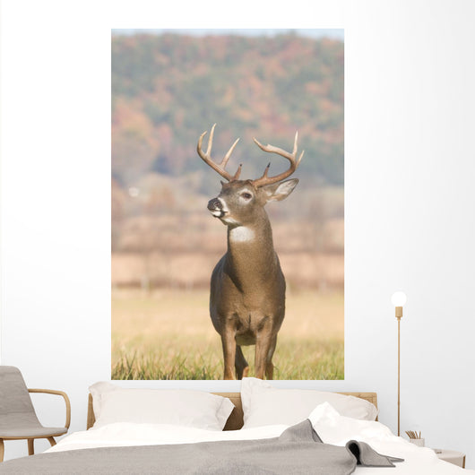 Whitetail Buck and Fall Wall Decal
