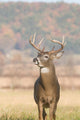 Whitetail Buck and Fall Wall Decal