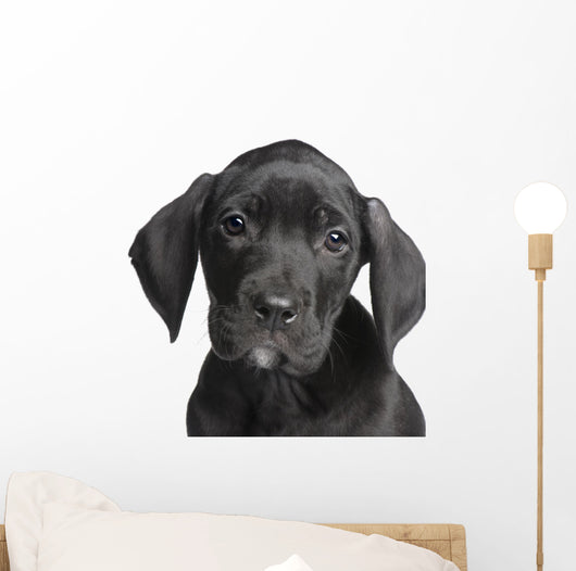 Puppy Great Dane 2 Months Wall Decal