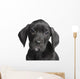 Puppy Great Dane 2 Months Wall Decal