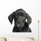 Puppy Great Dane 2 Months Wall Decal