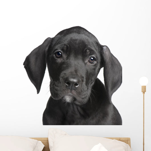 Puppy Great Dane 2 Months Wall Decal