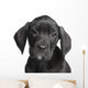 Puppy Great Dane 2 Months Wall Decal