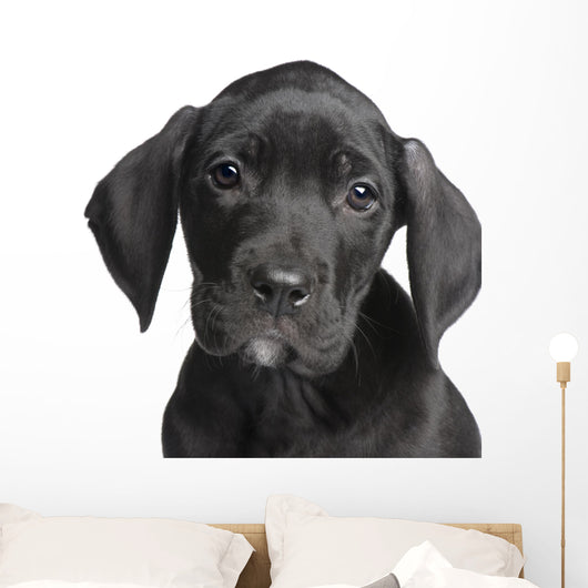 Puppy Great Dane 2 Months Wall Decal