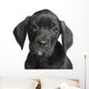 Puppy Great Dane 2 Months Wall Decal