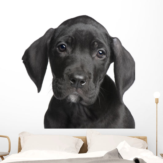 Puppy Great Dane 2 Months Wall Decal