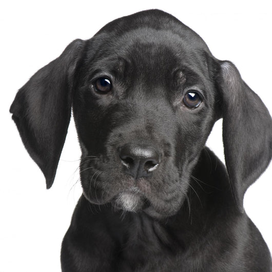 Puppy Great Dane 2 Months Wall Decal