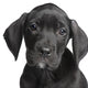 Puppy Great Dane 2 Months Wall Decal