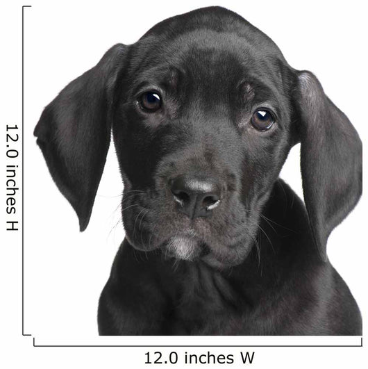 Puppy Great Dane 2 Months Wall Decal