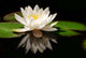 White Lotus Flower Wall Mural