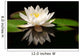 White Lotus Flower Wall Mural