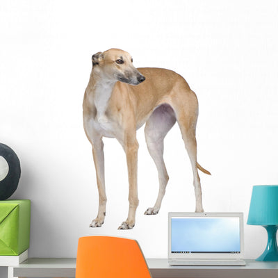Adult Fawn Colored Greyhound Wall Decal shown on a wall