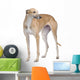 Greyhound Wall Decal