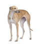 Greyhound Wall Decal