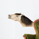 Talkative Horse Wall Decal