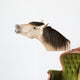 Talkative Horse Wall Decal
