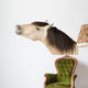 Talkative Horse Wall Decal