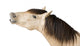Talkative Horse Wall Decal