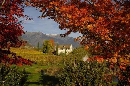 Old Maso Meran Wall Decal