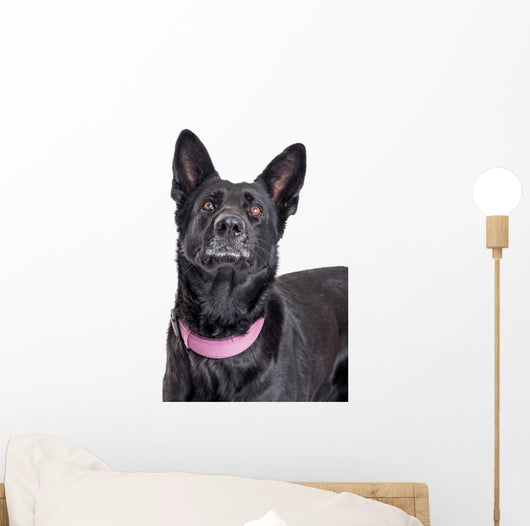 Beautiful Black Shepherd Dog Looking Up Wall Decal