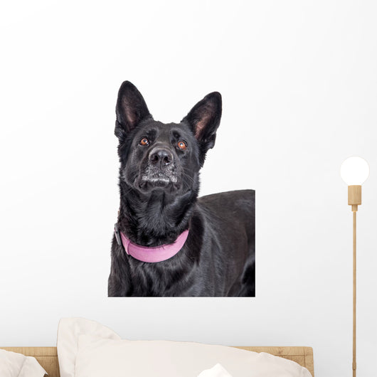 Beautiful Black Shepherd Dog Looking Up Wall Decal