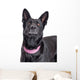 Beautiful Black Shepherd Dog Looking Up Wall Decal