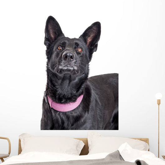 Beautiful Black Shepherd Dog Looking Up Wall Decal