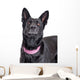 Beautiful Black Shepherd Dog Looking Up Wall Decal