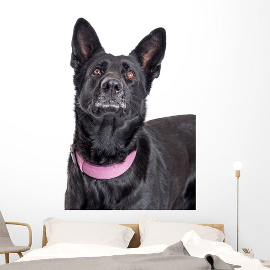 Beautiful Black Shepherd Dog Looking Up Wall Decal