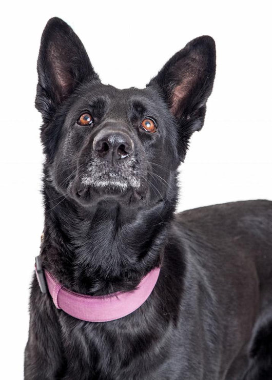 Beautiful Black Shepherd Dog Looking Up Wall Decal