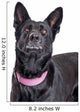 Beautiful Black Shepherd Dog Looking Up Wall Decal