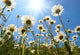 White Daisies Blue Sky Wall Decal Design 2