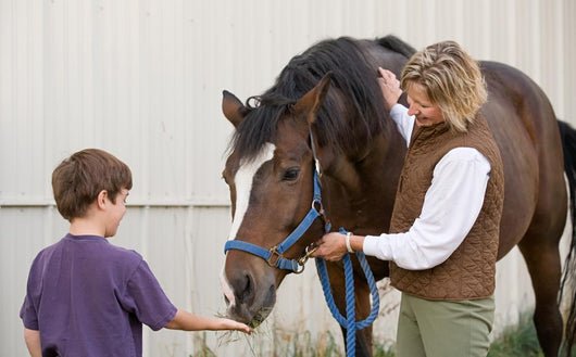 Boy Feeding Horse Wall Decal