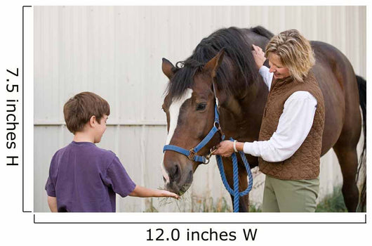 Boy Feeding Horse Wall Decal