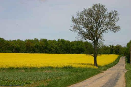 Fields Wall Decal