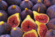 Fig Fig 06a Wall Decal