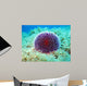 Sea Urchin Wall Decal